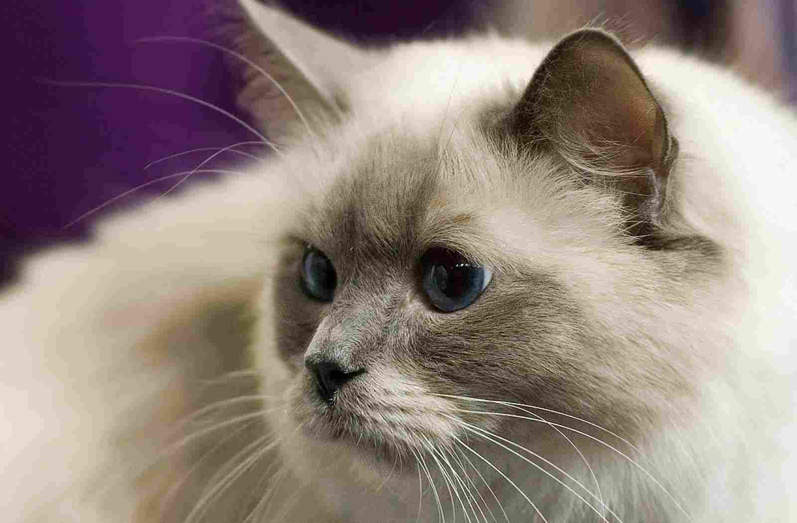 Cat 1