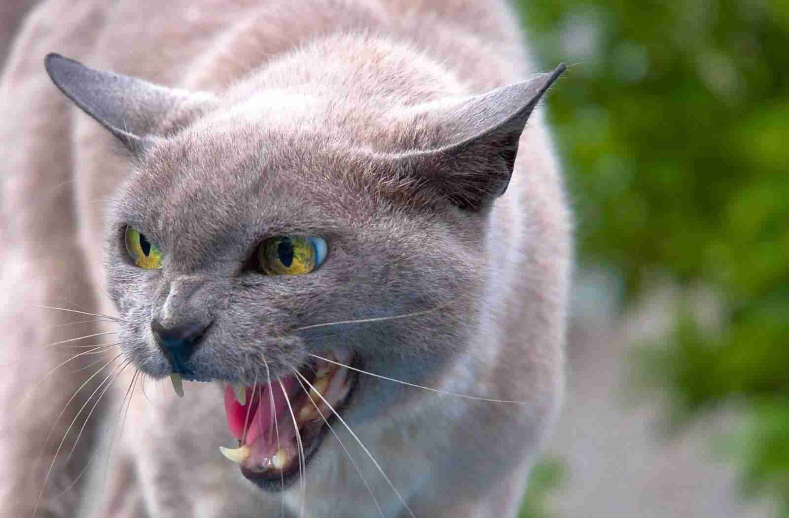 Cat 2