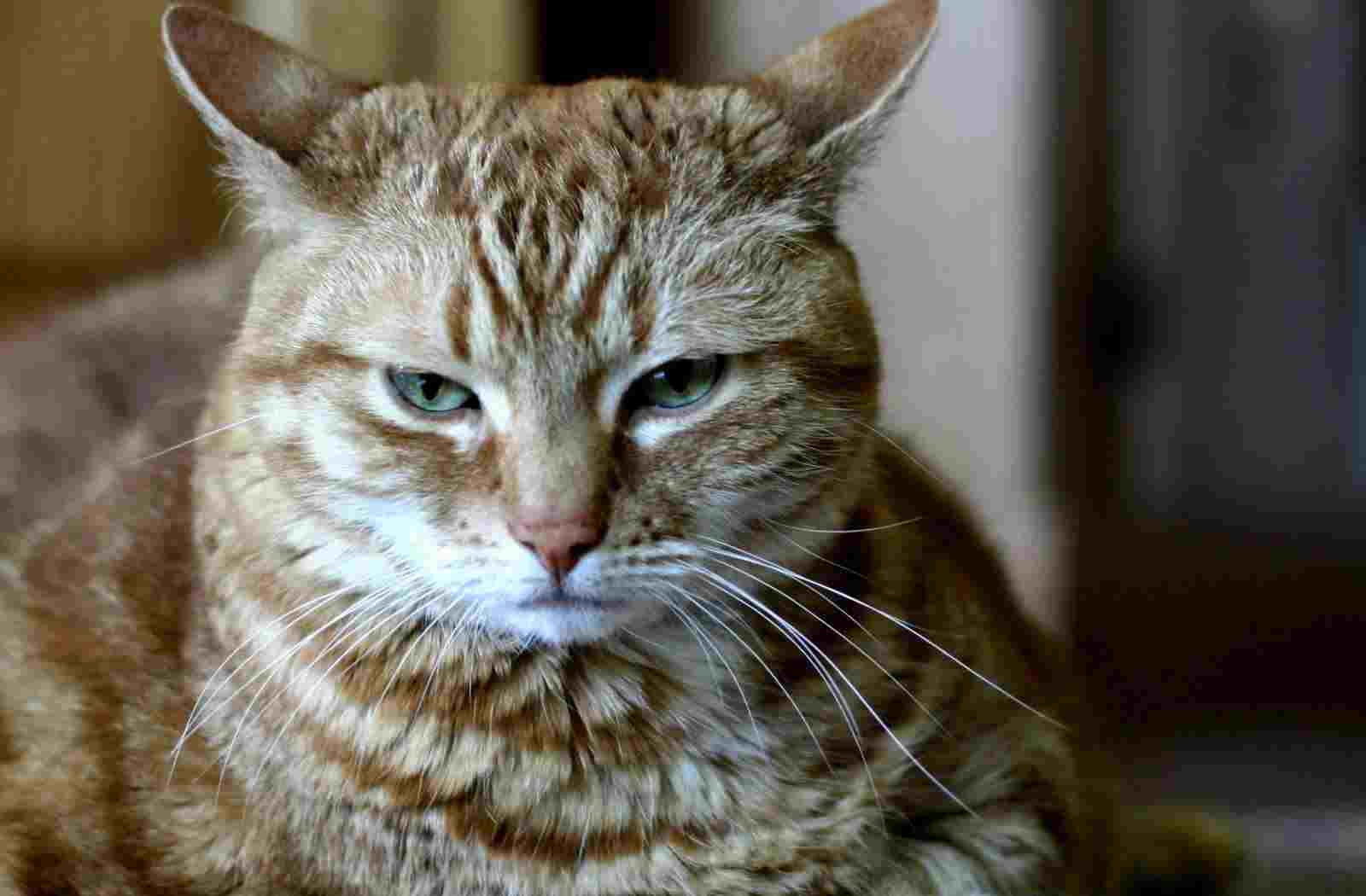 Cat 3