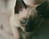 thumb_image_ms_00004